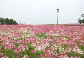 醉蝶花