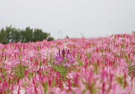 醉蝶花