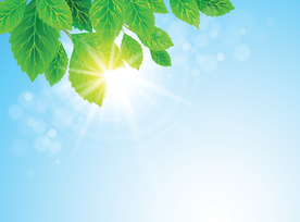 风景画 树叶 森林树叶  插画