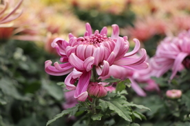 粉色的菊花图片