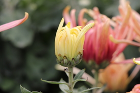 黄色的菊花图片