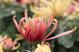 粉红色菊花图片