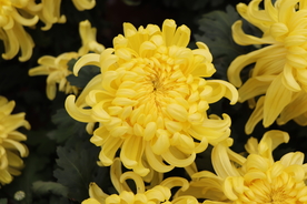 黄色菊花图片