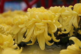 黄色的菊花图片