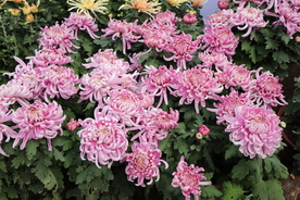 粉色的菊花图片