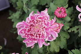 粉色的菊花图片