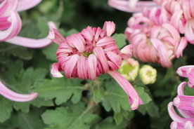 粉色的菊花图片