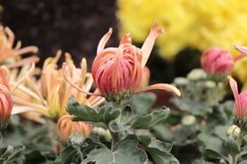 粉红色菊花图片