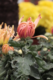 黄粉色菊花图片