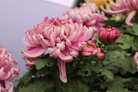 粉色的菊花图片