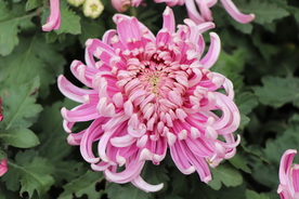 粉色的菊花图片