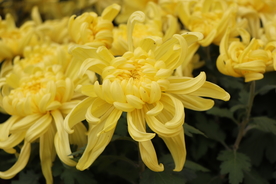 黄色菊花图片