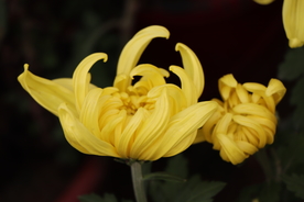 黄色的菊花图片