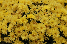 黄色菊花背景图片