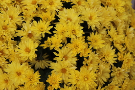 黄色菊花背景图片