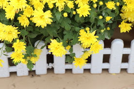 黄色的菊花图片