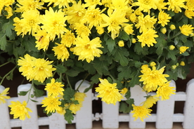 黄色的菊花图片