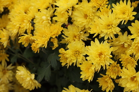 黄色的菊花背景图片