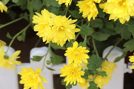 黄色的菊花图片