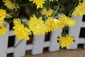 黄色的菊花图片