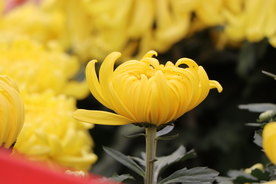 黄色的菊花图片