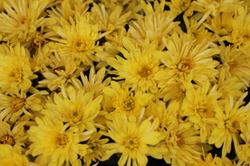 黄色菊花背景图片