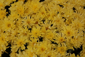 黄色菊花背景图片