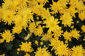 黄色菊花背景图片