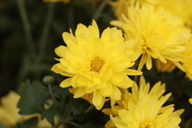 黄色的菊花图片