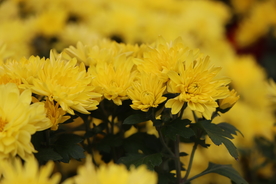 黄色菊花图片
