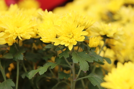 黄色的菊花图片