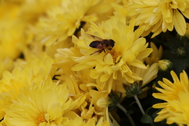 黄色菊花背景图片