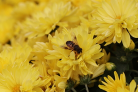 黄色菊花背景图片