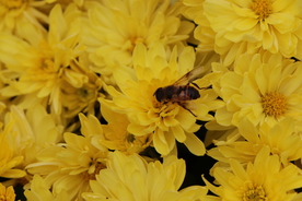 黄色的菊花背景图片