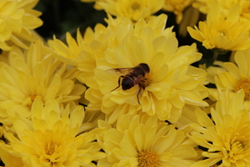 黄色菊花背景图片