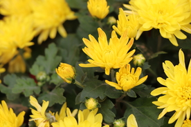 黄色的菊花图片