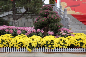 菊花盆栽盆景造型图片