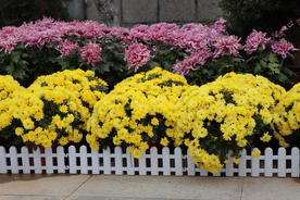 菊花盆栽盆景造型图片