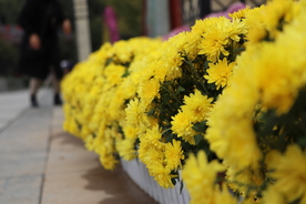 菊花盆栽盆景造型图片