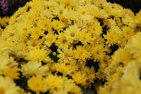 黄色的菊花图片