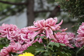 粉色的菊花图片