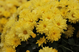 黄色的菊花图片