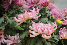 粉色的菊花图片