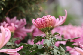 粉色的菊花图片