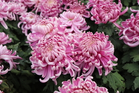 粉色的菊花图片