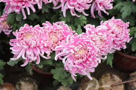 粉色的菊花图片