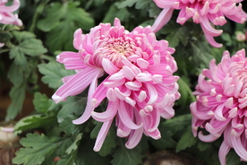 粉色的菊花图片