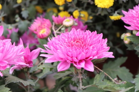 粉色的菊花图片