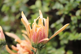 黄粉色菊花图片