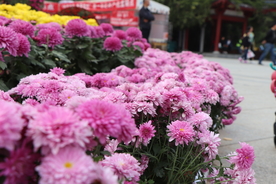 粉红色菊花图片